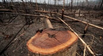 Área desmatada no Acre chega a 121 km² em setembro, diz INPE