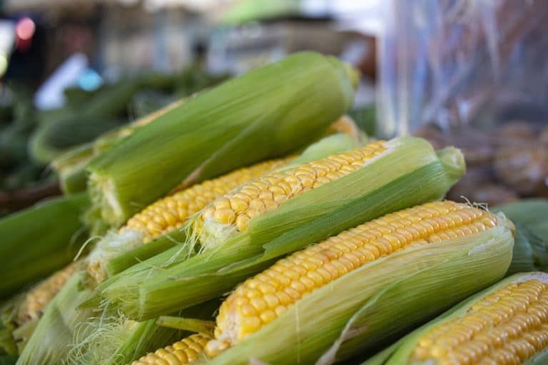 Com aumento de 45,92%, milho tem maior reajuste de preço mínimo ao produtor no Acre