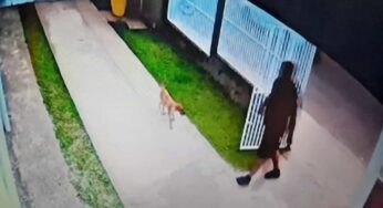 Caso de homem que chutou cachorro vai ao MP; acusado pode pegar 5 anos de prisão