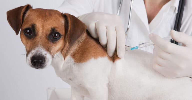 Lei proíbe eutanásia como forma  de controle populacional de animais domésticos no Acre