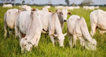 Exportações acreanas: Potencial de crescimento da pecuária bovina é de R$ 890 milhões por ano