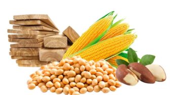 Milho, soja, madeira e castanha: o filé mignon da balança comercial do Acre em 2022