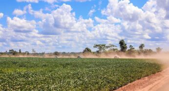 Lavouras batem criação de boi no Acre e detém 63% do agronegócio