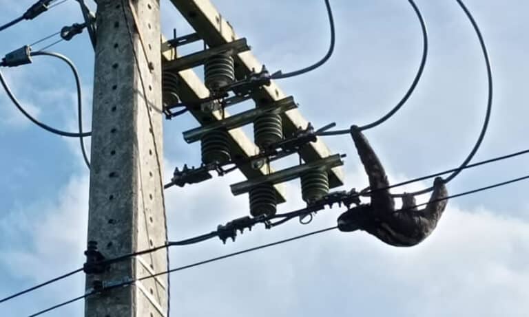 Bicho preguiça é resgatado da rede elétrica em Cruzeiro do Sul
