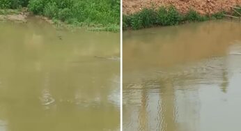 Suposta cobra gigante é flagrada no Rio Iaco em Sena Madureira
