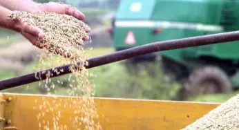 Governo aprova zoneamento climático para cultivo de arroz de sequeiro no Acre