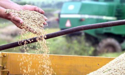Governo aprova zoneamento climático para cultivo de arroz de sequeiro no Acre