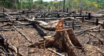 Acre teve quase 100 mil campos de futebol desmatados em 2022, aponta MapBiomas