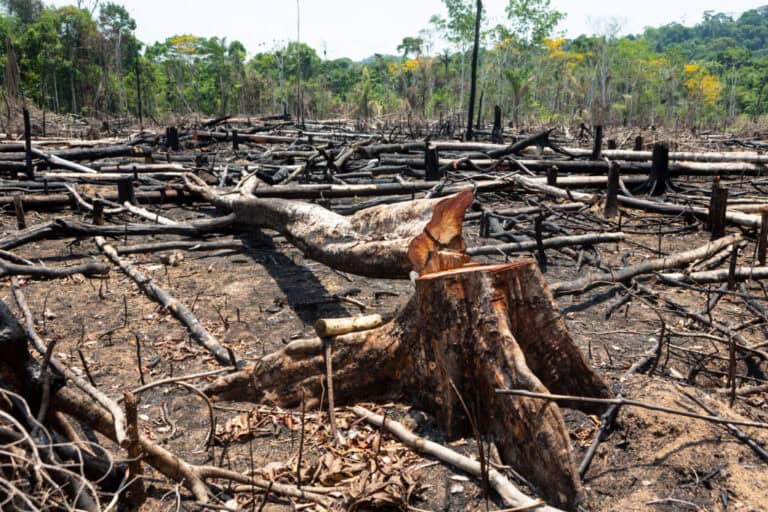 Desmate é menor, mas degradação avança  554% nas florestas do Acre em janeiro de 2023