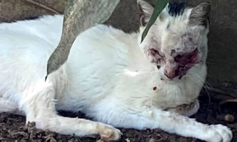 Projeto busca doações para ajudar gata encontrada esfaqueada nos olhos