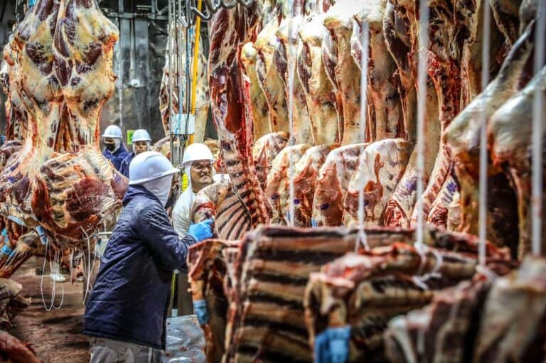 Abate de bovinos chega a 466 mil cabeças e cresce 38% no Acre em 2023: “maior volume da década”, comemora produtor