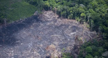 MP investiga desmatamento ilegal de 52 hectares de floresta em área de reserva