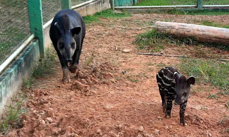 Novo filhote de anta, Antunes vira atração do Parque Chico Mendes
