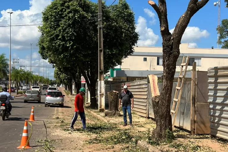 Semeia autoriza corte de árvores em área urbana da capital sob compensação ambiental de R$ 3,9 mil
