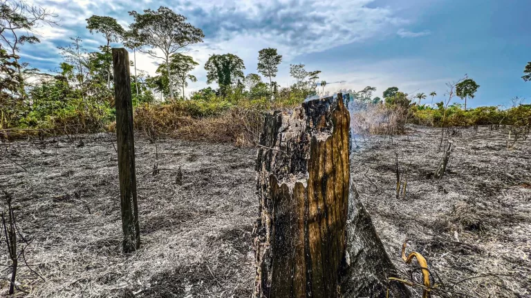 Desmatamento: Acre tem três municípios entre os dez mais críticos da Amazônia Legal