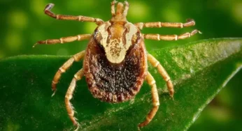 Acre não têm registros de carrapatos que transmitem a febre maculosa brasileira