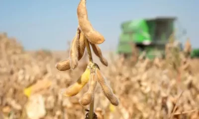 Área plantada cresce e produtividade da soja no Acre fica 10,79% acima da média nacional