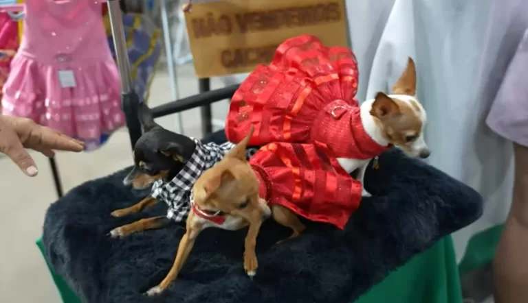 Roupas para cães é atração em estande da Expoacre: “eles são meus modelos”