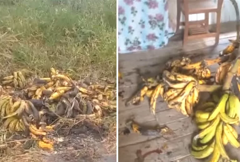 Bananas apodrecem por falta de escoamento da produção no Acre, diz morador