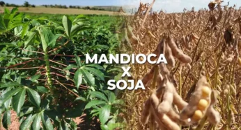 Em 4 anos, produção de soja aumenta 21 mil toneladas e a de mandioca reduz 164 mil no Acre