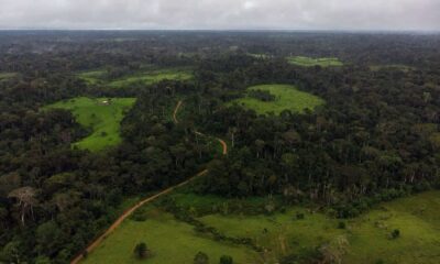 Secas atrasam em 20 anos a reposição de estoques de madeira em floresta manejada