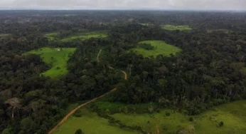 A hipocrisia da ordem e o silêncio da floresta