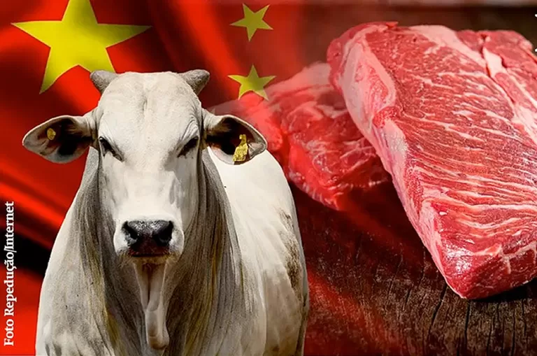 Falta de articulação da bancada pode fazer Acre perder chance de exportar carne bovina para China