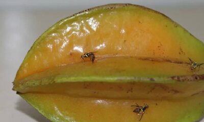 Boca do Acre entra em zona de vigilância após Agricultura decretar quarentena por praga no AM