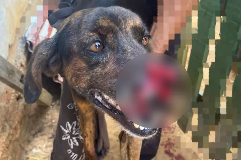 Homem corta focinho de cachorro do vizinho com facão em Cruzeiro do Sul