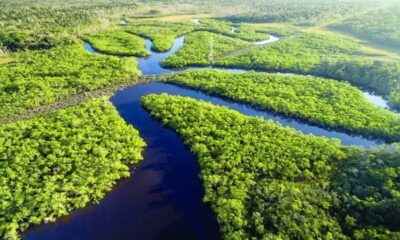 Fundo Amazônia recebe R$ 270 milhões em nova doação dos Estados Unidos