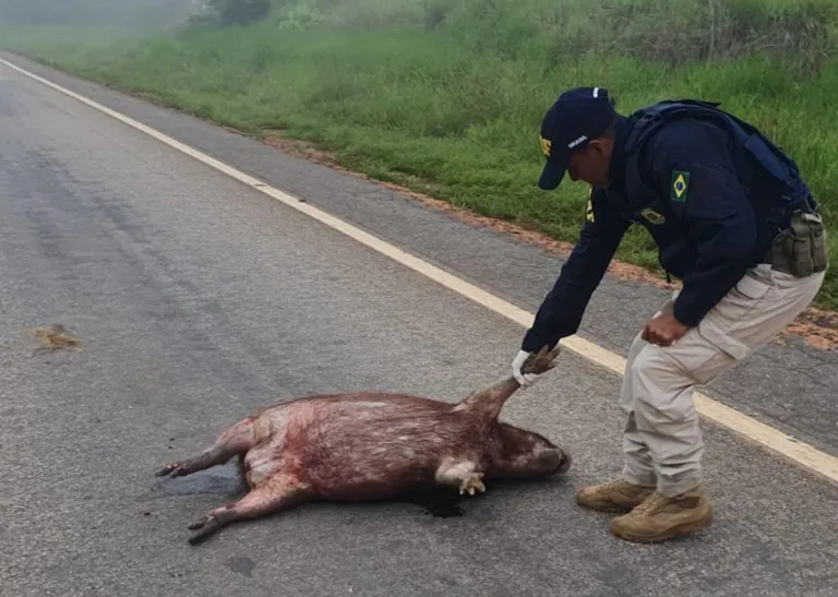 Capivaras lideram índice de animais mortos em rodovias no Acre