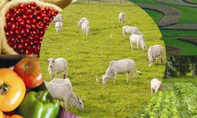 Agronegócio no Acre cresce 11,8% em 2025 e fica acima da media nacional, diz relatório