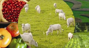 “Agro” efetiva mais de R$ 202 milhões em crédito rural no Acre