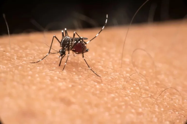 Acre já soma 200 notificações de dengue nos primeiros dias de fevereiro