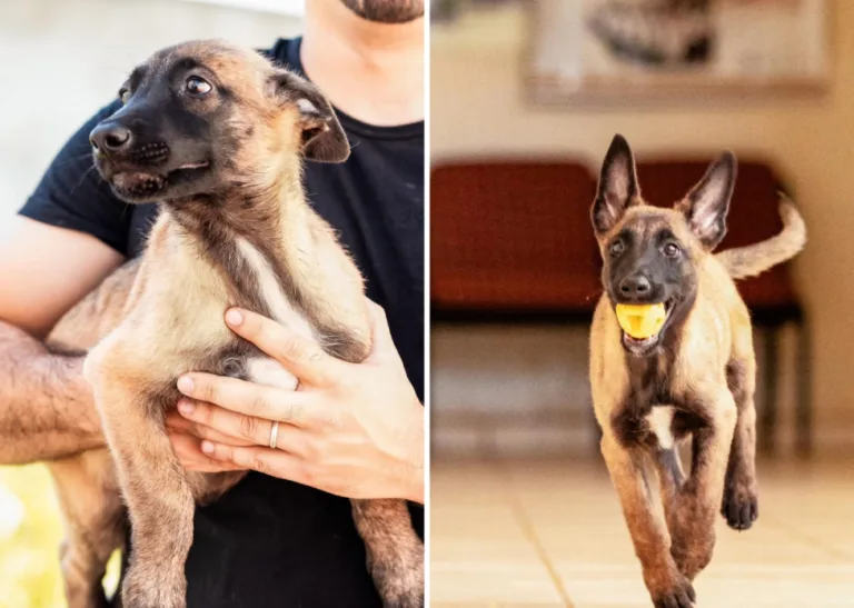Polícia Civil do Acre adota cães e faz campanha para escolha de nomes