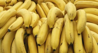 Preço da banana cai e comercialização da fruta chega a 77% em Rio Branco