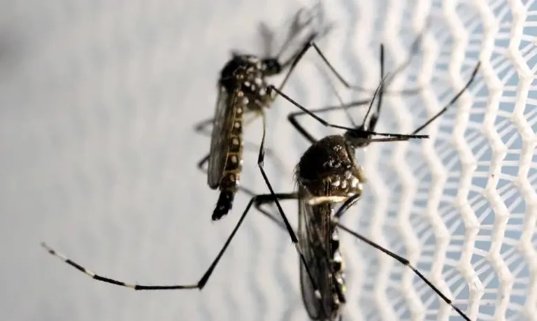 Dengue: Acre tem 212 casos por 100 mil habitantes, 2ª maior taxa do país