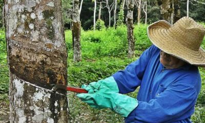 Da floresta para o mundo: a nova valorização da borracha acreana