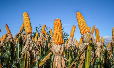 Com efeito das cheias, safra de milho quebra 7,7% no Acre em 2024