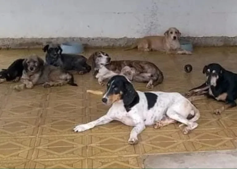 Justiça determina que Prefeitura forneça ração com urgência para cães acolhidos por ONG em Tarauacá