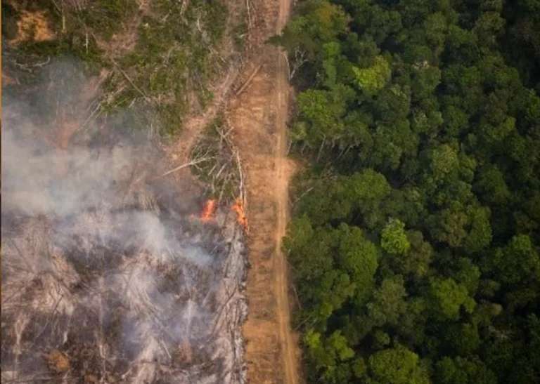 MPF obtém na Justiça mais de R$ 316 milhões em indenização por desmatamento