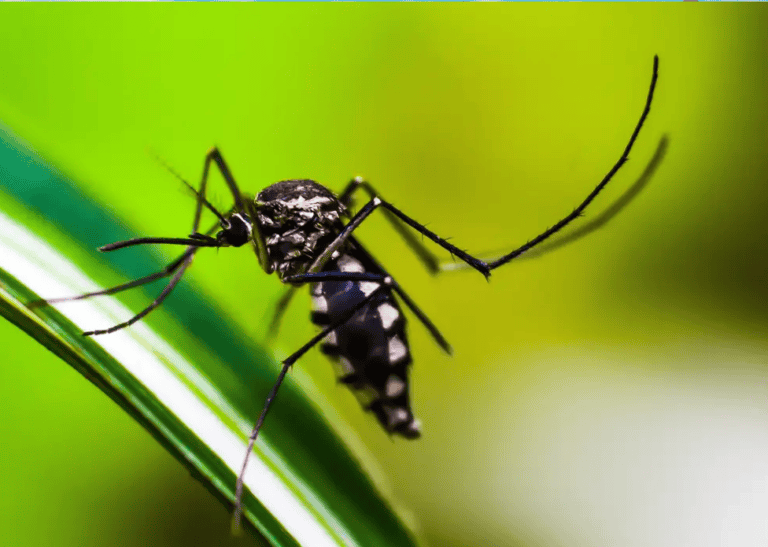 Tire as principais dúvidas sobre a vacinação contra dengue
