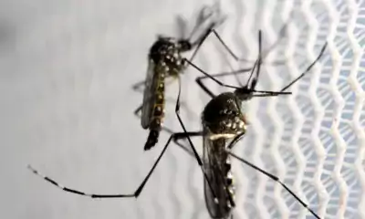 Brasil atinge 1,6 mil mortes confirmadas por dengue em 2024