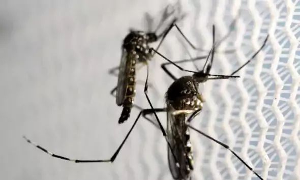 Nenhum município do Acre está contemplado com ampliação de vacina contra a dengue