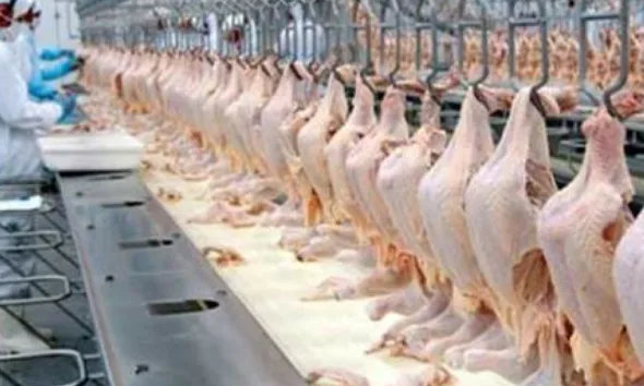 Acre lucrou mais de R$ 2,4 milhões em 2023 com exportação de mais de 308 mil toneladas de frango