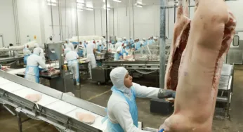 Exportações de Carne Suína crescem mais de 17 vezes e dominam as exportações do Acre