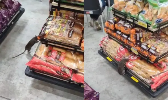 Cliente de supermercado em Ananindeua/PA filma rato na prateleira de pães e vídeo viraliza na internet