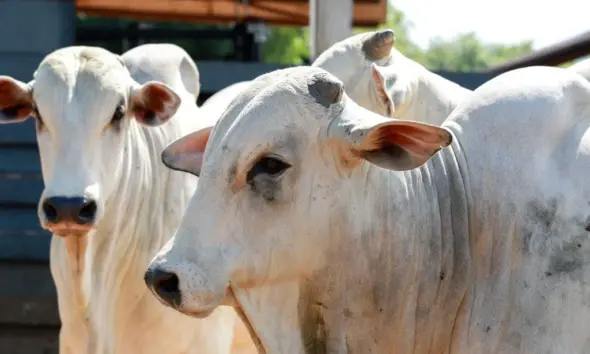 Abate de bovinos no Acre cresce mais de 38% e estado vive expansão no setor agropecuário, avalia Idaf