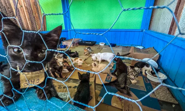 Abrigo para animais no Parque de Exposições teve 6 mortes, diz veterinária