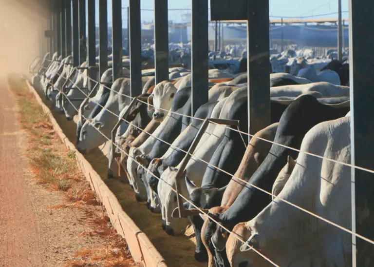 Produtores da bovinocultura de carne do Acre poderão renegociar o crédito rural